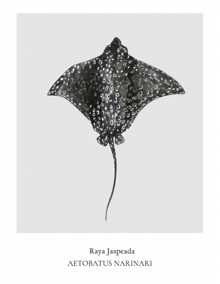 Lámina Raya Jaspeada