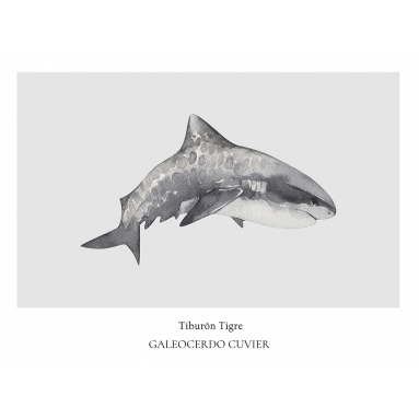 Lámina Tiburón Tigre