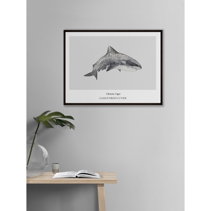 Lámina Tiburón Tigre