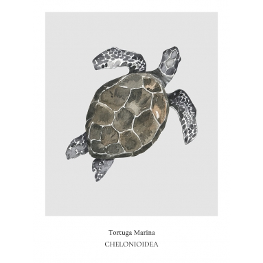 Lámina Tortuga Marina