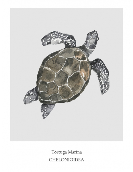 Lámina Tortuga Marina