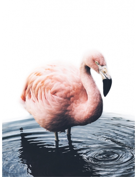 Lámina Flamenco 2 Lámina Flamenco 2