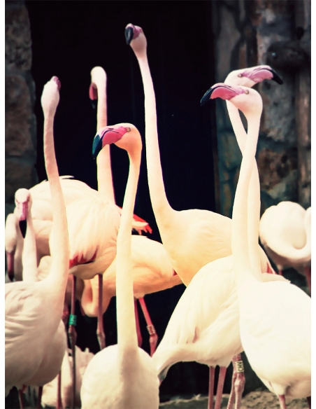 Lámina Flamenco 4 Lámina Flamenco 4